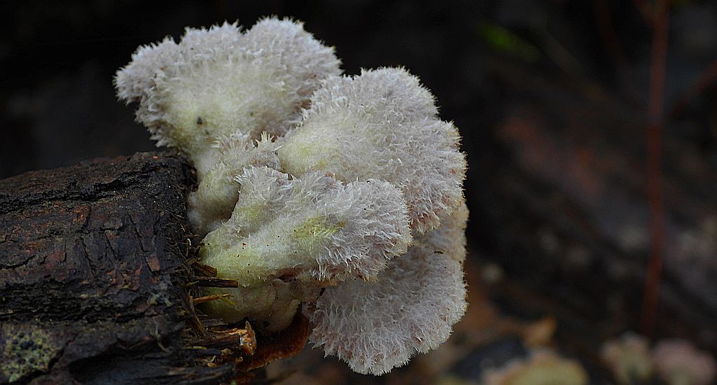Rozszczepka pospolita    (Schizophyllum commune)
