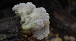 Rozszczepka pospolita    (Schizophyllum commune)