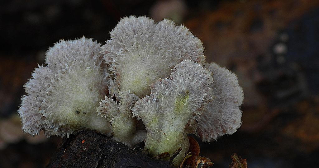 Rozszczepka pospolita    (Schizophyllum commune)
