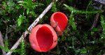 Czarka szkarłatna (Sarcoscypha coccinea)