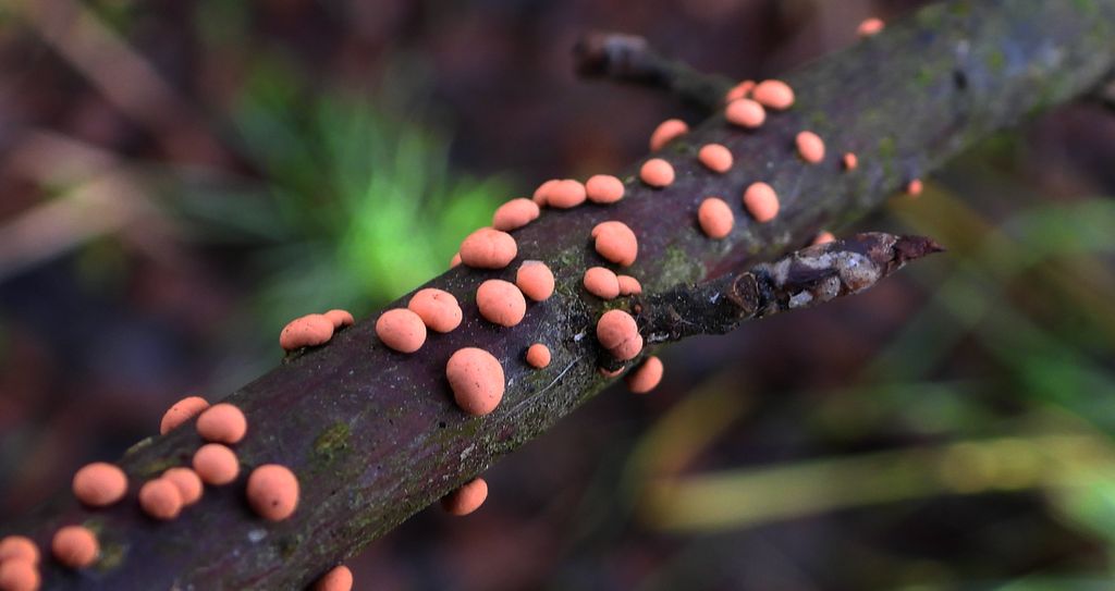 Gruzełek cynobrowy (Nectria cinnabarina)