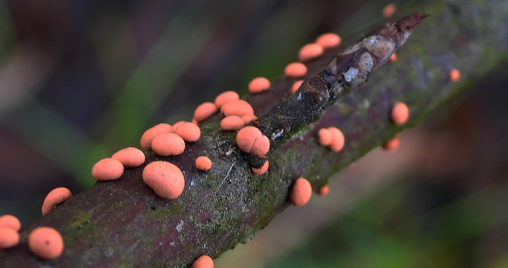 Gruzełek cynobrowy (Nectria cinnabarina)