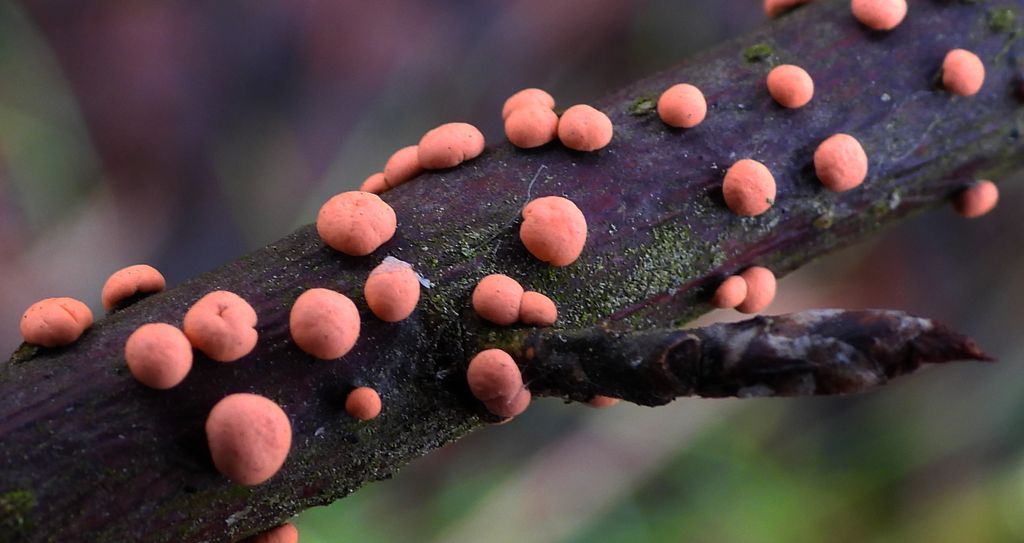 Gruzełek cynobrowy (Nectria cinnabarina)