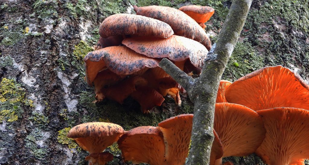 Płomiennica zimowa (Flammulina velutipes)