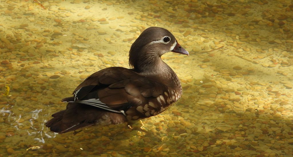 Mandarynka, kaczka mandarynka (Aix galericulata)