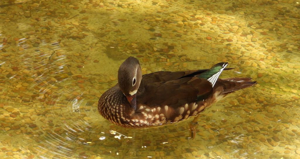 Mandarynka, kaczka mandarynka (Aix galericulata)