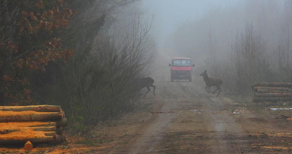 Jeleń szlachetny, jeleń (Cervus elaphus)