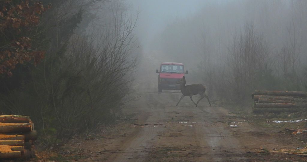 Jeleń szlachetny, jeleń (Cervus elaphus)