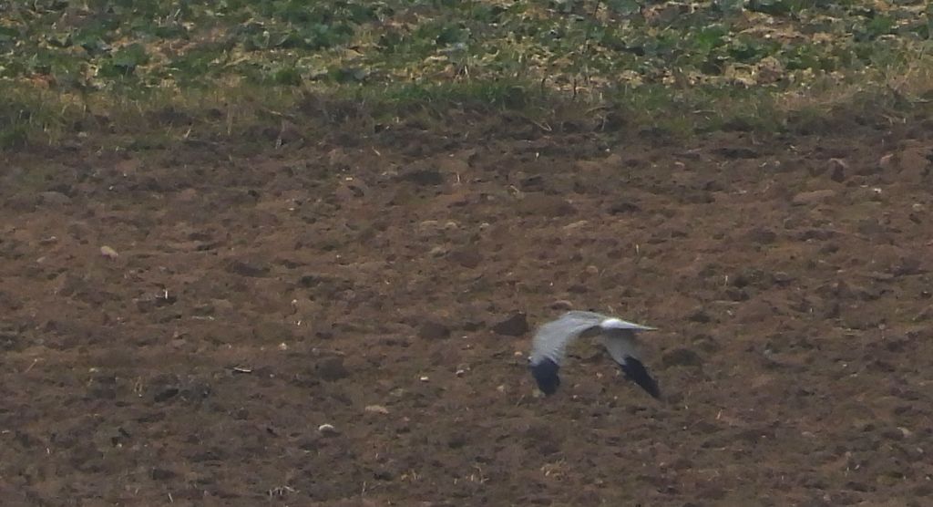 Błotniak zbożowy (Circus cyaneus)