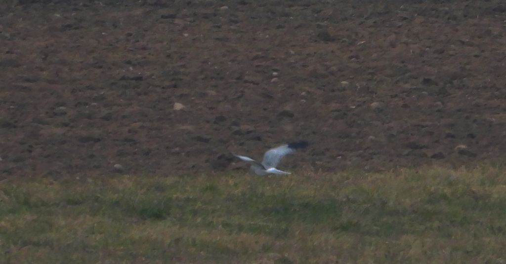 Błotniak zbożowy (Circus cyaneus)