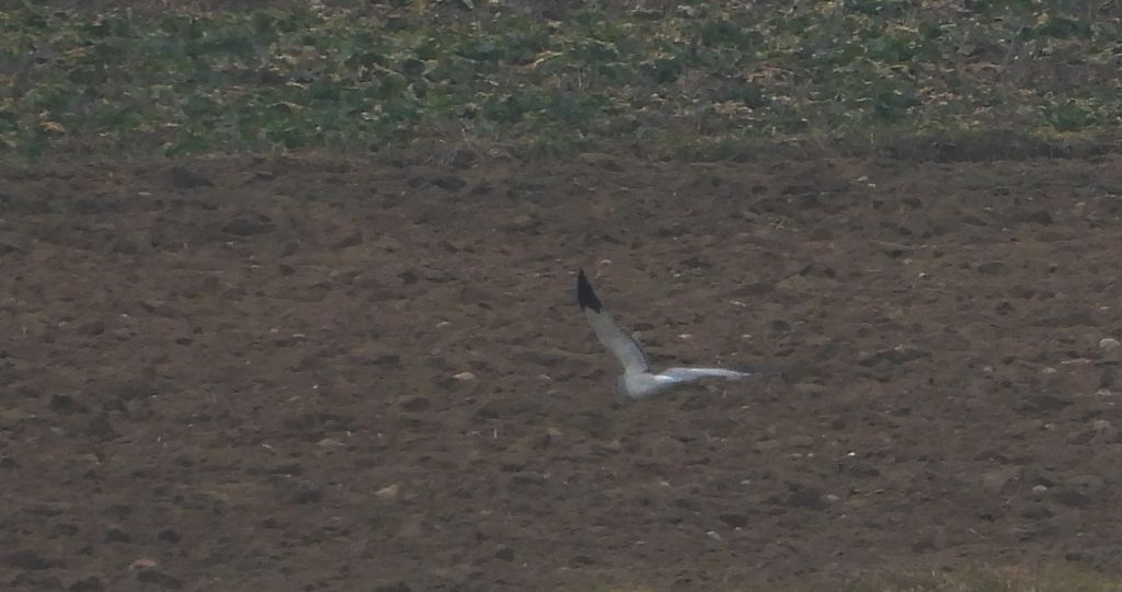 Błotniak zbożowy (Circus cyaneus)