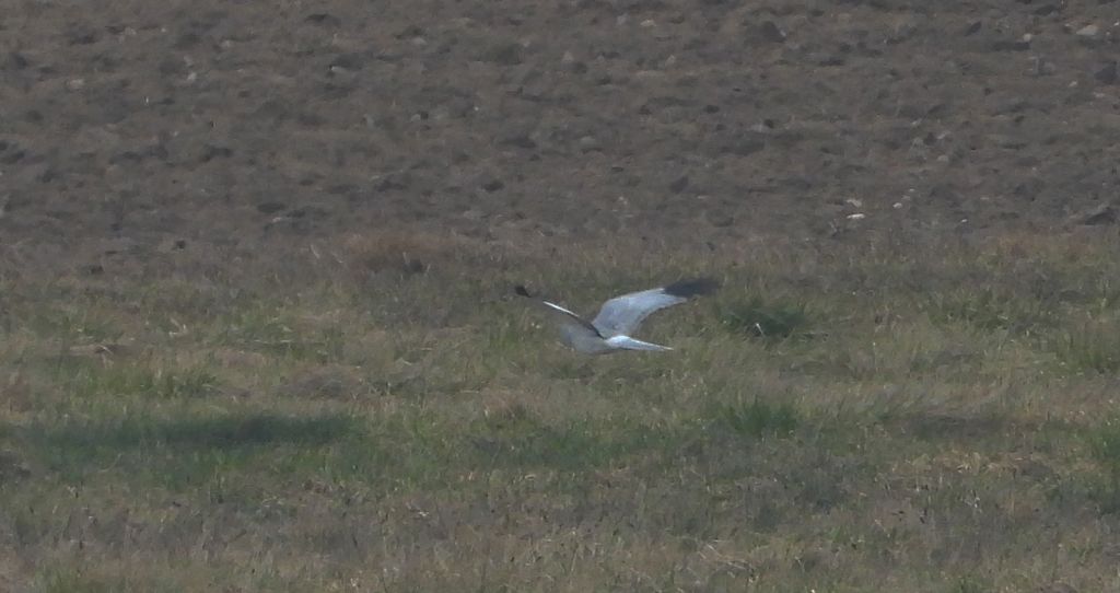 Błotniak zbożowy (Circus cyaneus)
