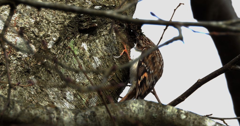 Pełzacz leśny (Certhia familiaris)