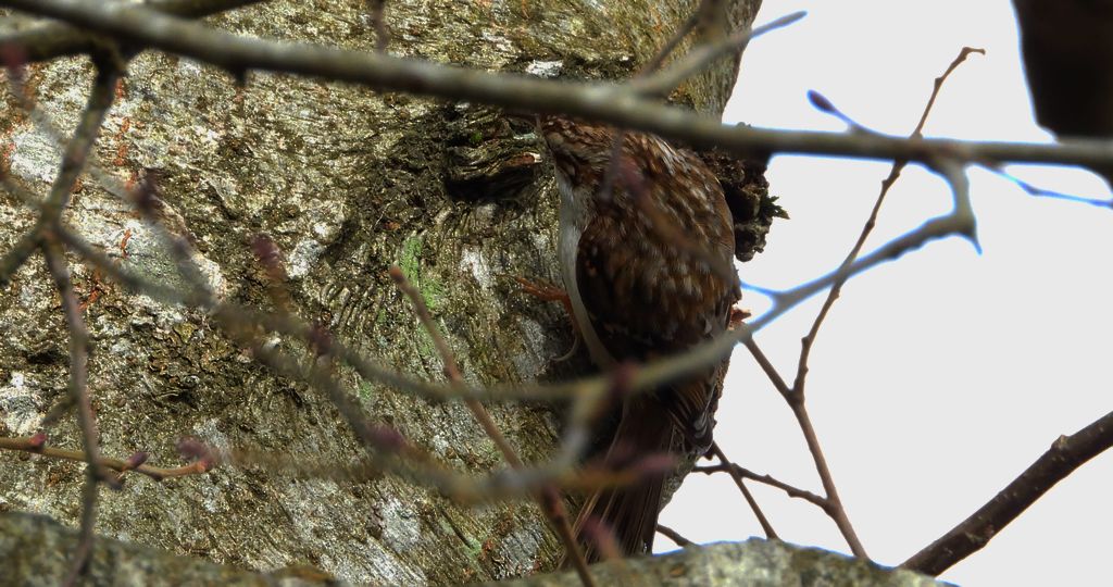 Pełzacz leśny (Certhia familiaris)