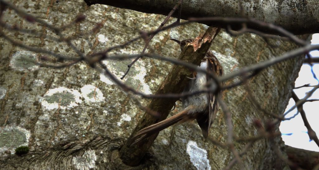 Pełzacz leśny (Certhia familiaris)