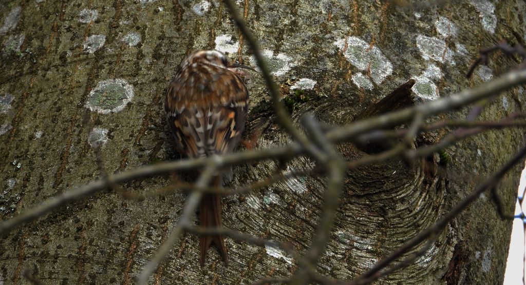 Pełzacz leśny (Certhia familiaris)