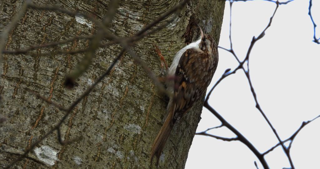 Pełzacz leśny (Certhia familiaris)