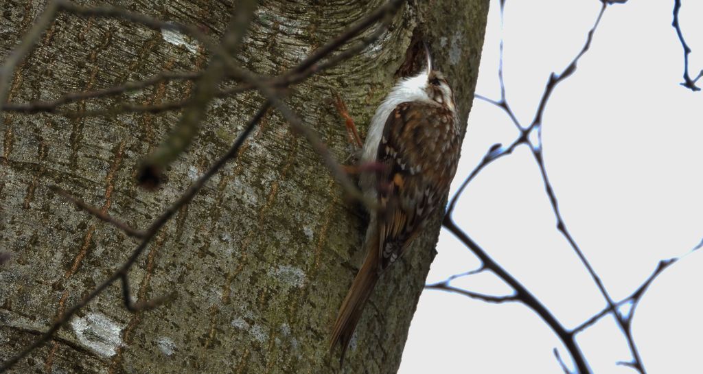 Pełzacz leśny (Certhia familiaris)