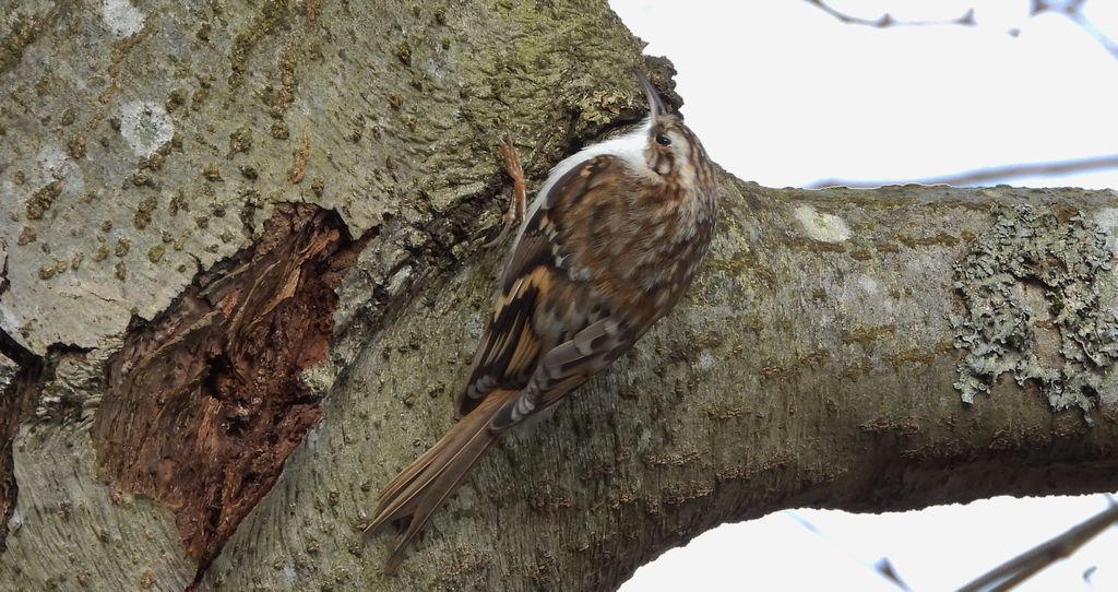 Pełzacz leśny (Certhia familiaris)