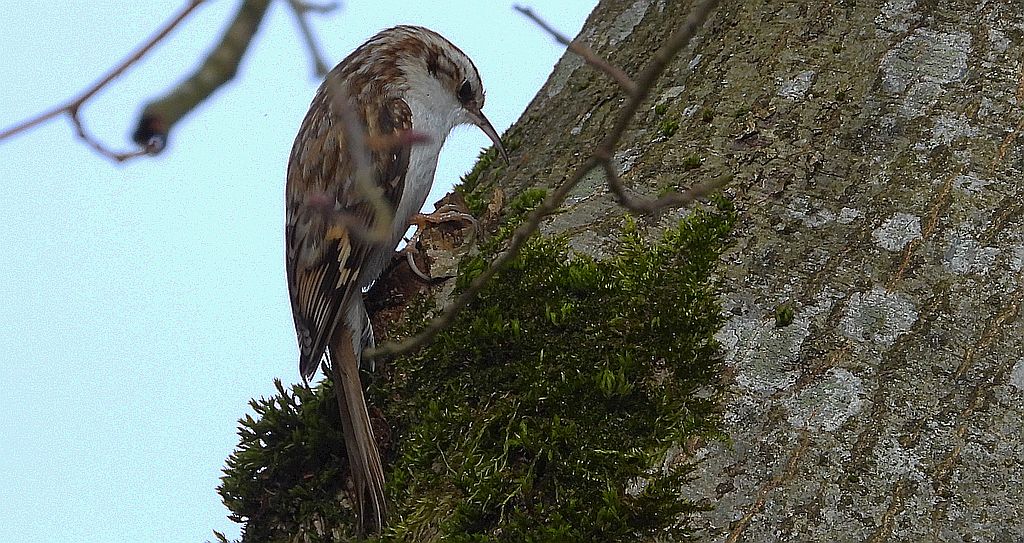 Pełzacz leśny (Certhia familiaris)