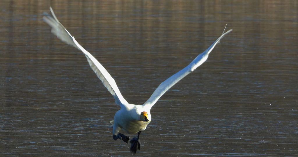 Łabędź krzykliwy (Cygnus cygnus)