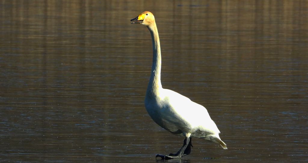 Łabędź krzykliwy (Cygnus cygnus)