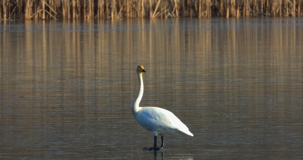 Łabędź krzykliwy (Cygnus cygnus)