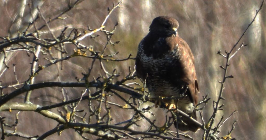 Myszołów zwyczajny, myszołów (Buteo buteo)