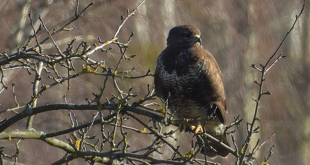Myszołów zwyczajny, myszołów (Buteo buteo)