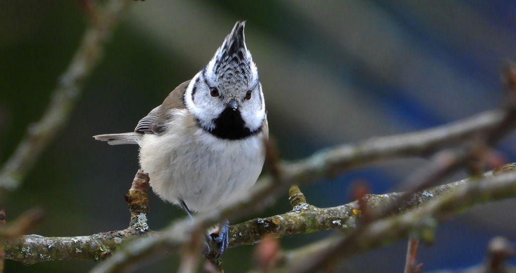 Czubatka europejska, czubatka, sikora czubatka, sikora czubata (Lophophanes cristatus)