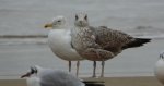Mewa srebrzysta (Larus argentatus)