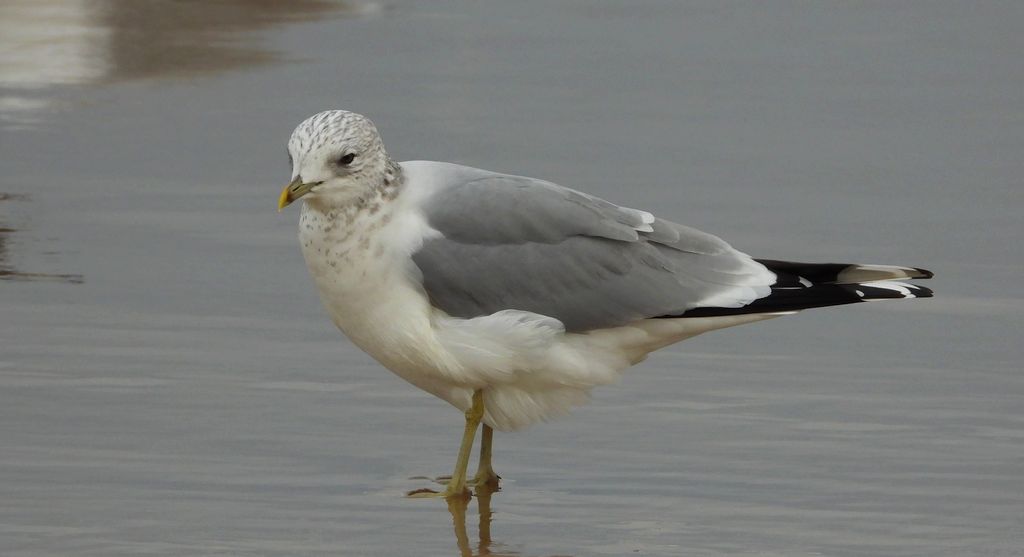 Mewa siwa, mewa pospolita (Larus canus)