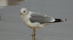 Mewa siwa, mewa pospolita (Larus canus)