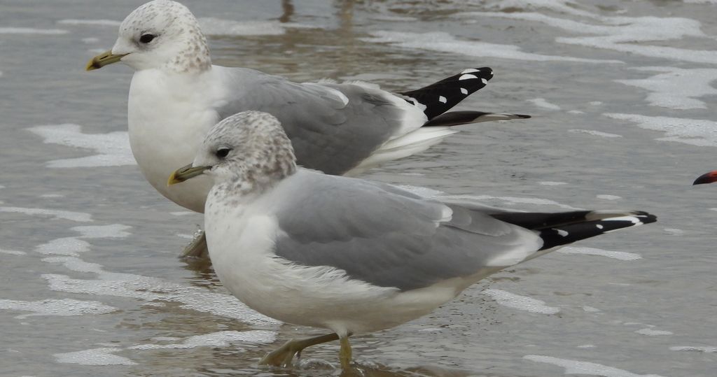 Mewa siwa, mewa pospolita (Larus canus)