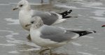 Mewa siwa, mewa pospolita (Larus canus)