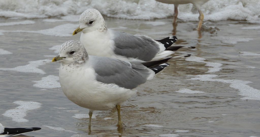 Mewa siwa, mewa pospolita (Larus canus)