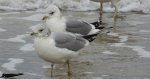 Mewa siwa, mewa pospolita (Larus canus)