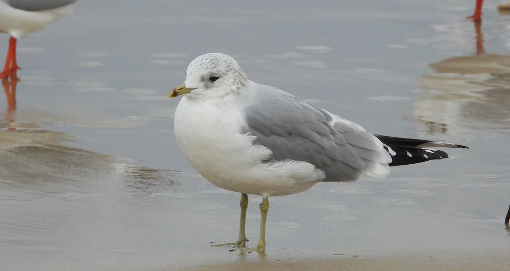 Mewa siwa, mewa pospolita (Larus canus)