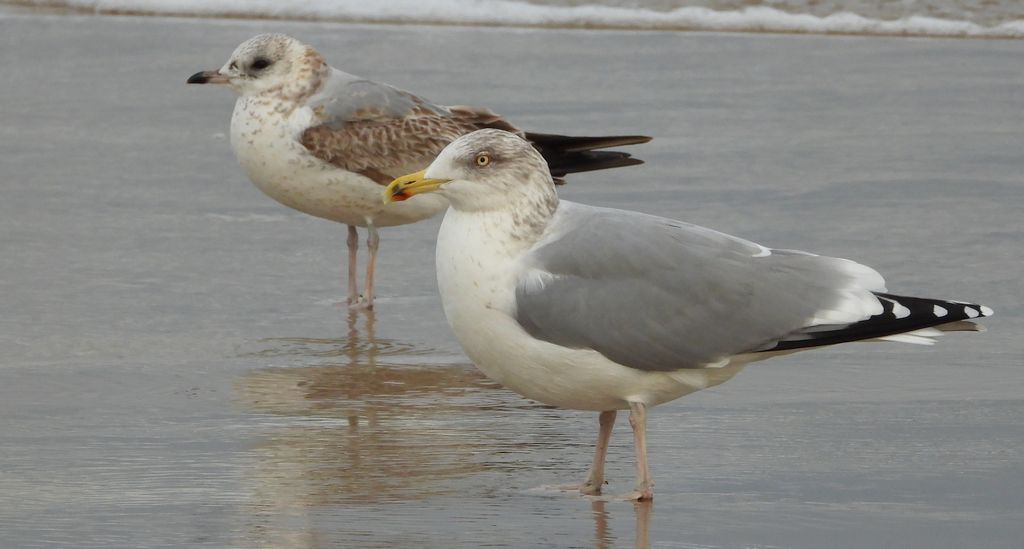 Mewa siwa, mewa pospolita (Larus canus) i mewa srebrzysta (Larus argentatus)