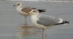 Mewa siwa, mewa pospolita (Larus canus) i mewa srebrzysta (Larus argentatus)