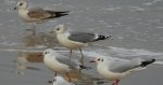 Mewa siwa, mewa pospolita (Larus canus) i mewa śmieszka, śmieszka (Chroicocephalus ridibundus)