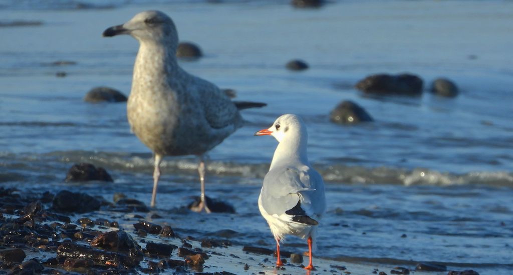 Mewa srebrzysta (Larus argentatus) i mewa śmieszka, śmieszka (Chroicocephalus ridibundus)