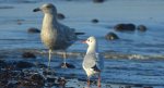 Mewa srebrzysta (Larus argentatus) i mewa śmieszka, śmieszka (Chroicocephalus ridibundus)