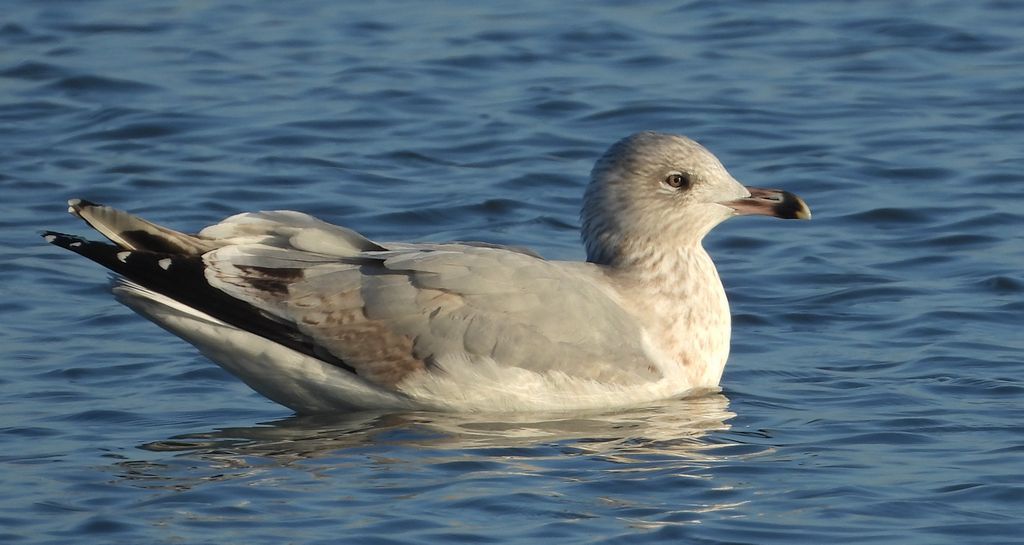Mewa srebrzysta (Larus argentatus)