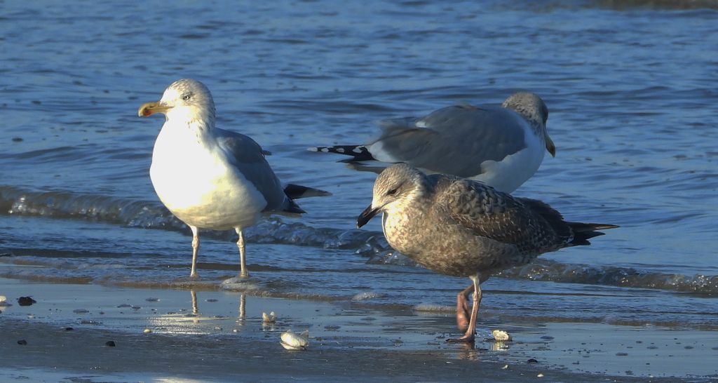 Mewa srebrzysta (Larus argentatus)