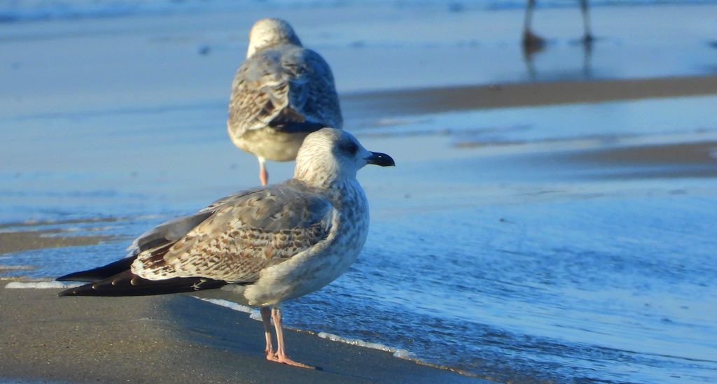 Mewa srebrzysta (Larus argentatus)