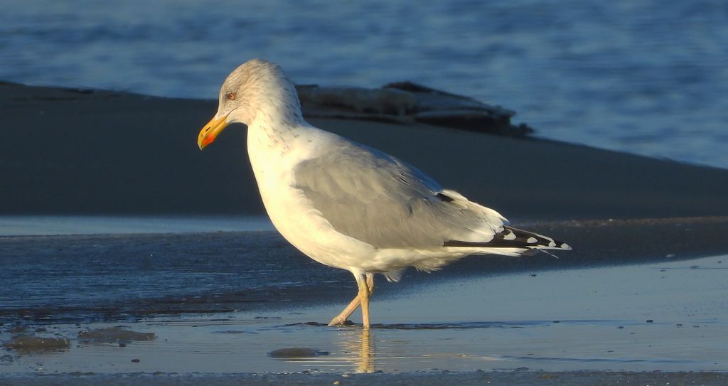 Mewa srebrzysta (Larus argentatus)