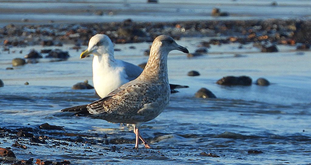 Mewa srebrzysta (Larus argentatus)