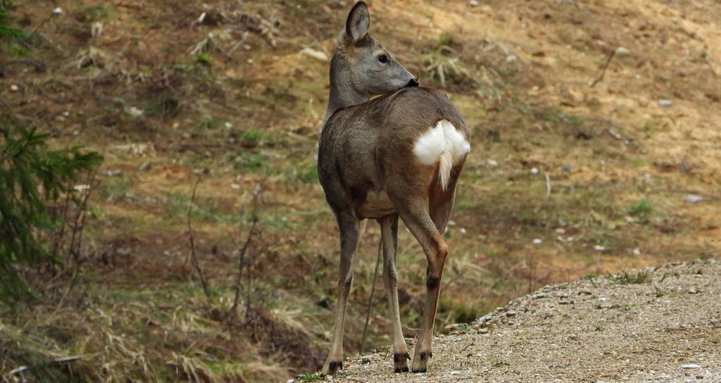 Sarna europejska (Capreolus capreolus)