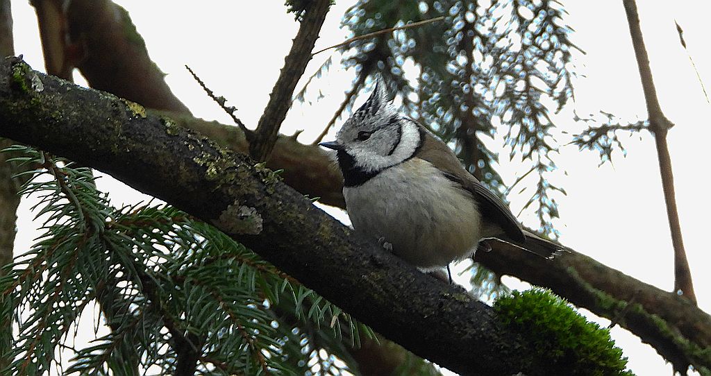 Czubatka europejska, czubatka, sikora czubatka, sikora czubata (Lophophanes cristatus)